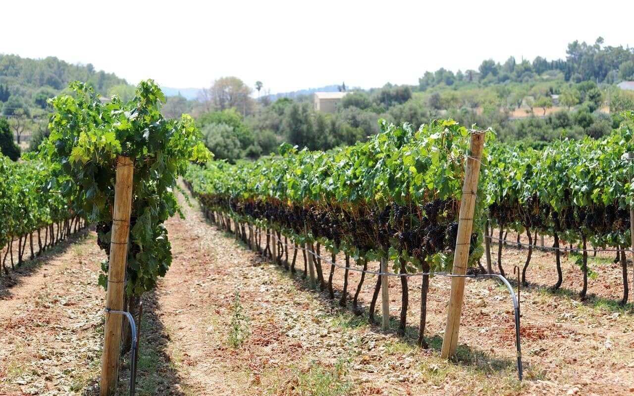 Rows of vines heavy with grapes on a country estate vineyard in Mallorca